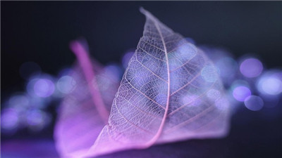 背后的星光葉脈