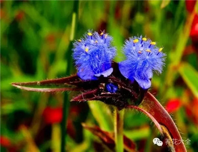 歌曲《我的太陽》
