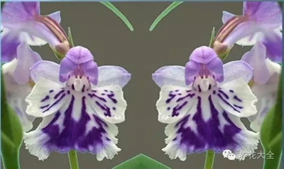 《阿里巴巴和四十大盜》