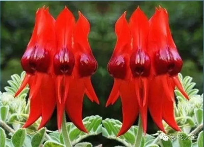 《銼冰進行曲》