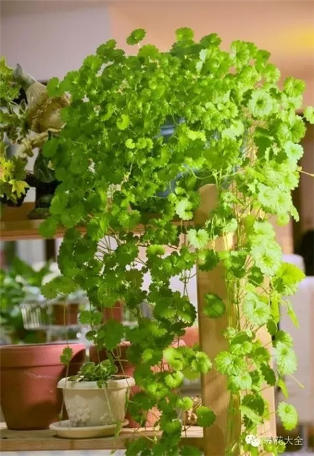 金錢薄荷簡(jiǎn)介