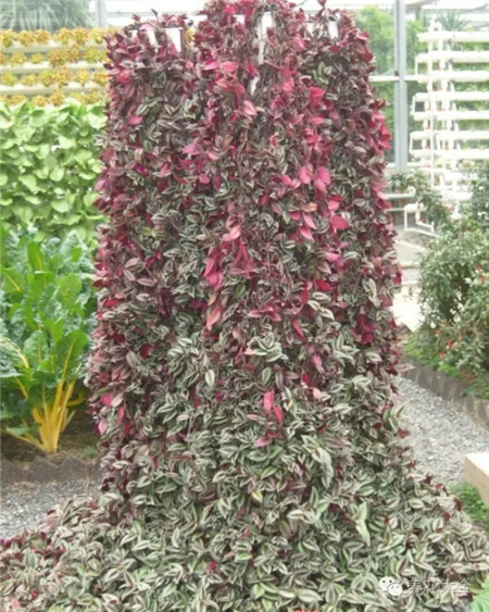 吊竹梅簡(jiǎn)介