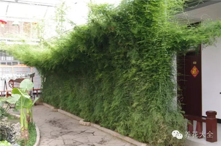 文竹爬墻