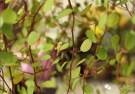 千葉吊蘭簡(jiǎn)介