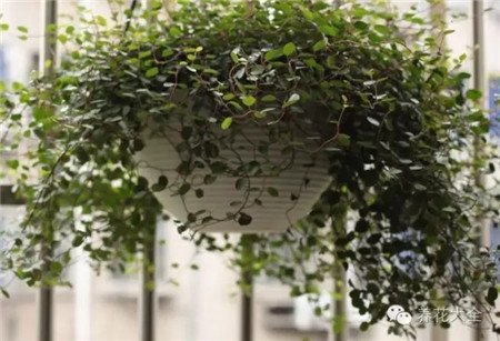 千葉吊蘭爬藤