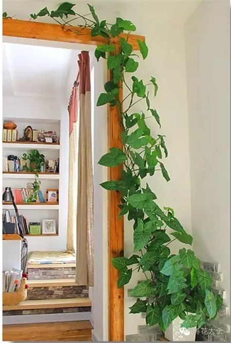 合果芋簡(jiǎn)介