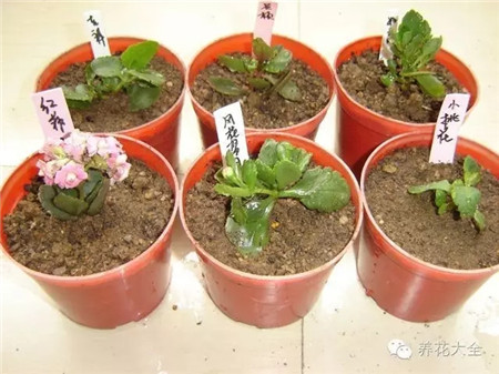 長(zhǎng)壽花扦插