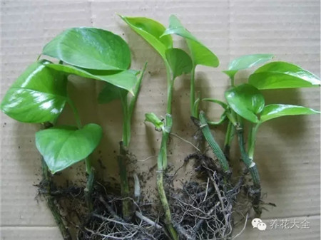 綠蘿土培生根