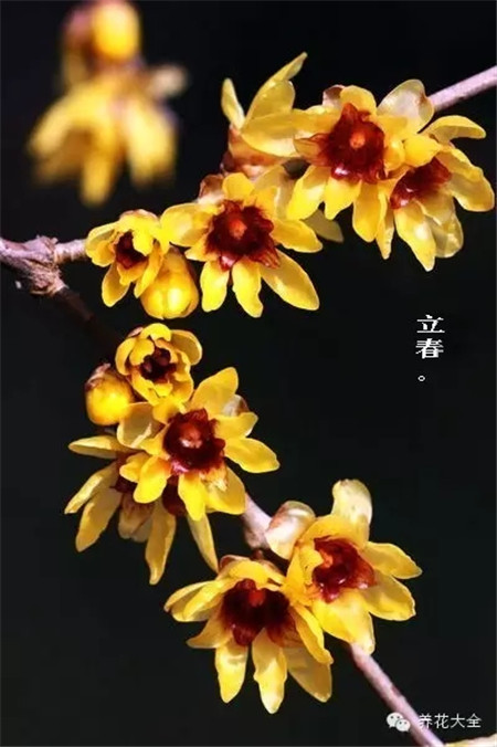 二十四節(jié)氣花草圖