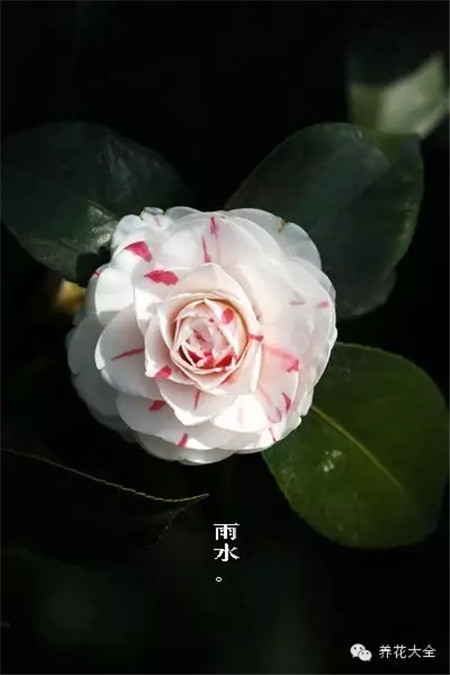 二十四節(jié)氣花草圖