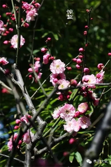 二十四節(jié)氣花草圖
