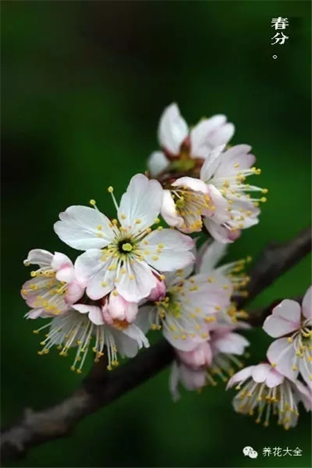 二十四節(jié)氣花草圖