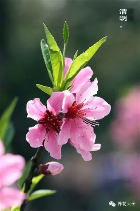 二十四節(jié)氣花草圖