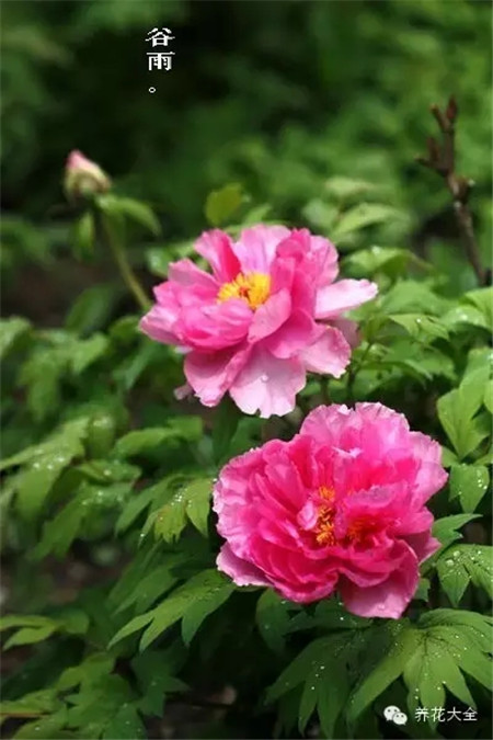 二十四節(jié)氣花草圖