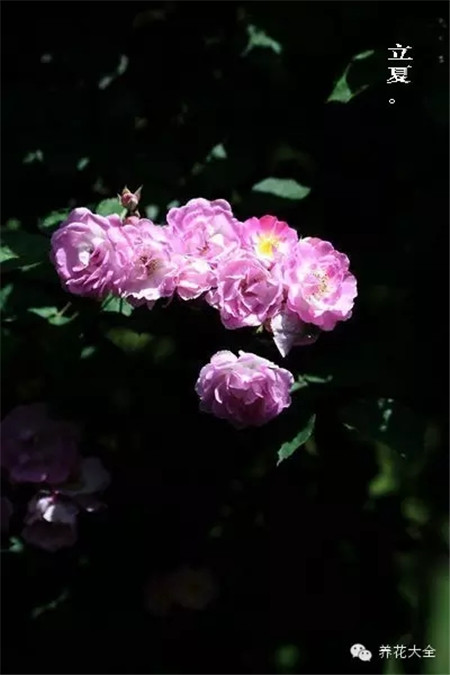 二十四節(jié)氣花草圖