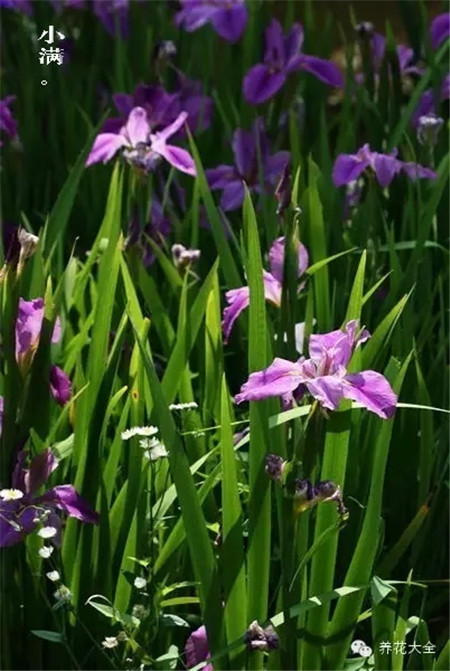 二十四節(jié)氣花草圖