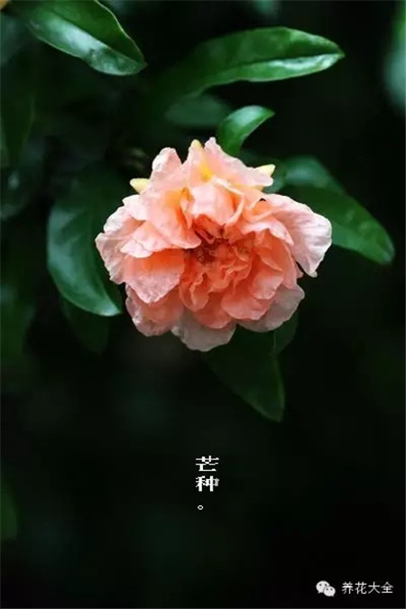 二十四節(jié)氣花草圖