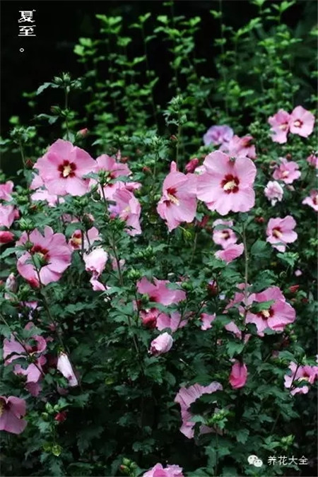 二十四節(jié)氣花草圖