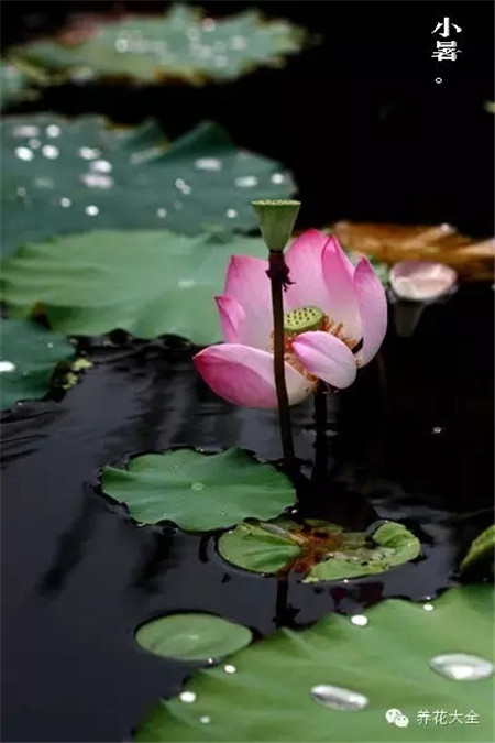 二十四節(jié)氣花草圖