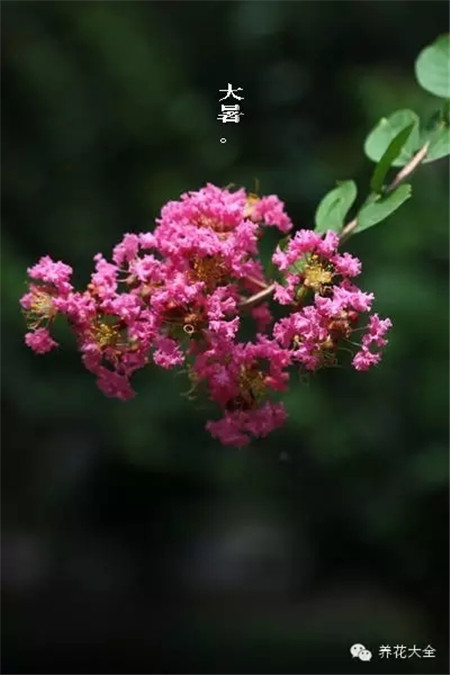 二十四節(jié)氣花草圖