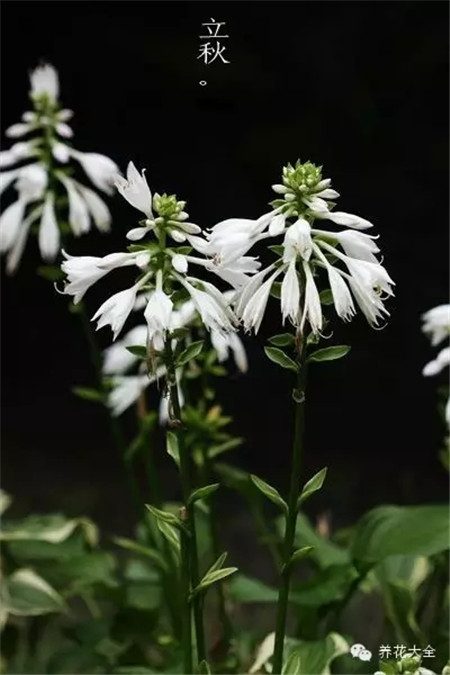 二十四節(jié)氣花草圖