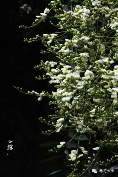 二十四節(jié)氣花草圖