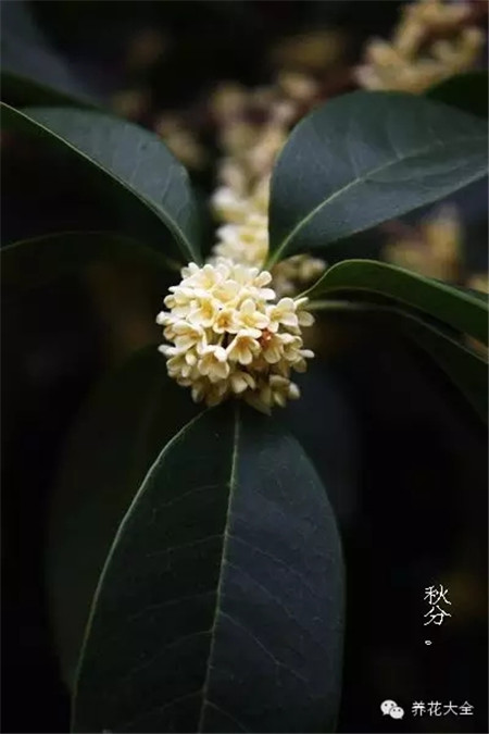 二十四節(jié)氣花草圖