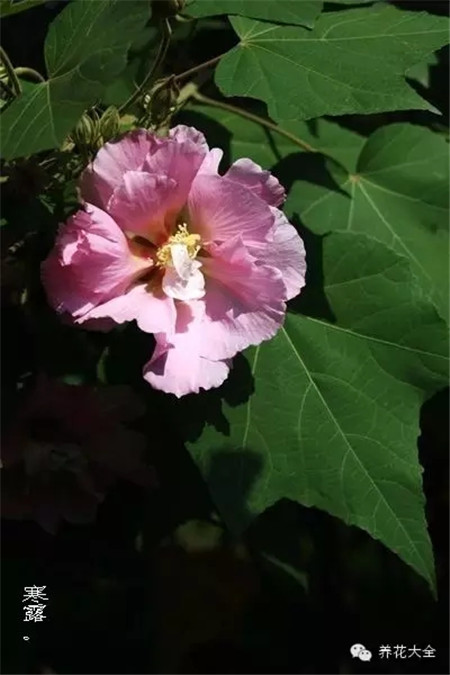 二十四節(jié)氣花草圖