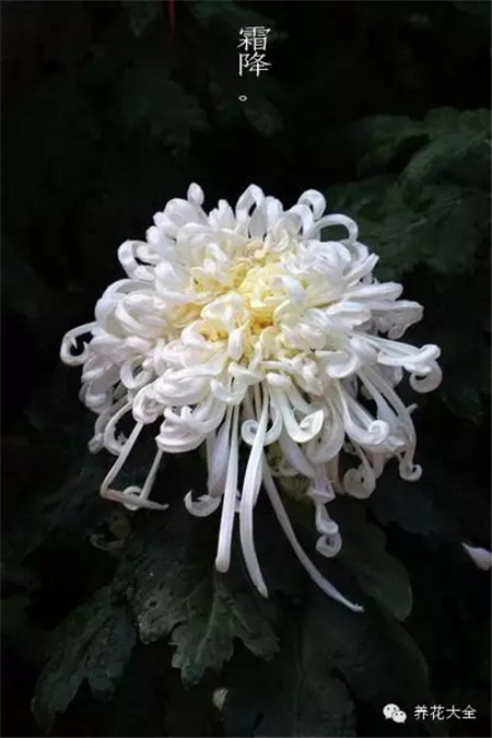 二十四節(jié)氣花草圖