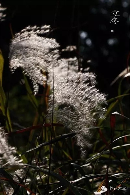 二十四節(jié)氣花草圖