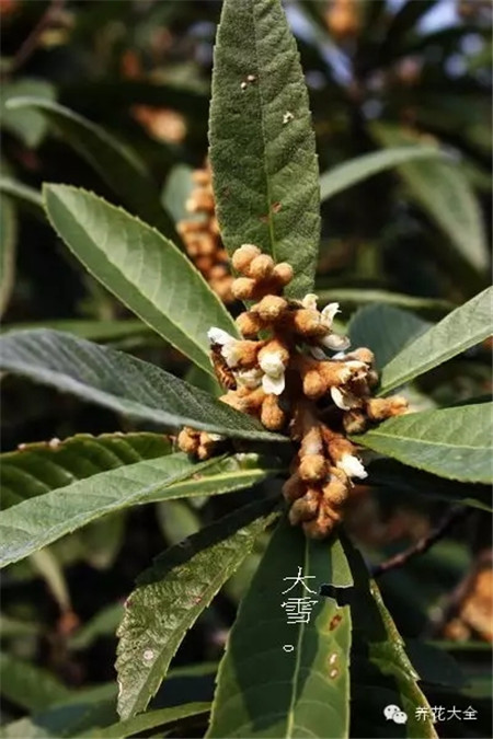 二十四節(jié)氣花草圖