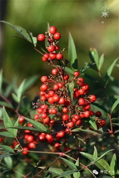 二十四節(jié)氣花草圖