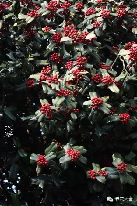 二十四節(jié)氣花草圖