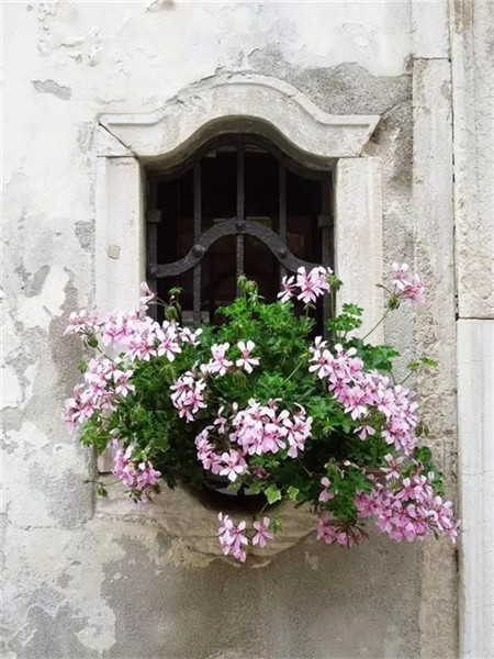 別人家的窗戶都美成花園了
