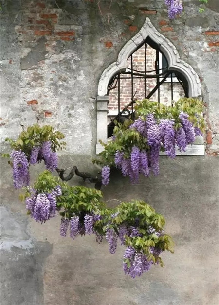 別人家的窗戶都美成花園了