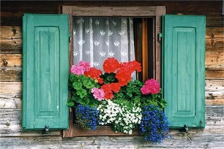 別人家的窗戶都美成花園了