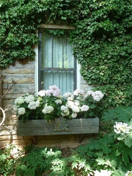 別人家的窗戶都美成花園了