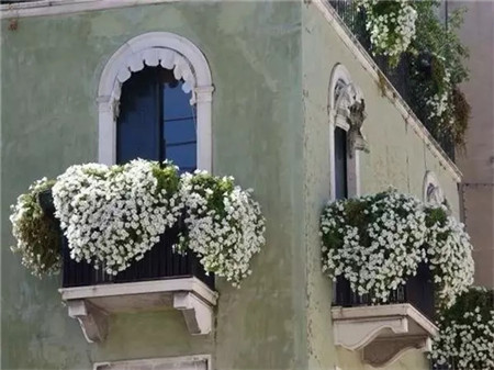 別人家的窗戶都美成花園了