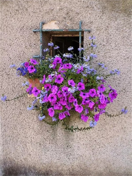 別人家的窗戶都美成花園了