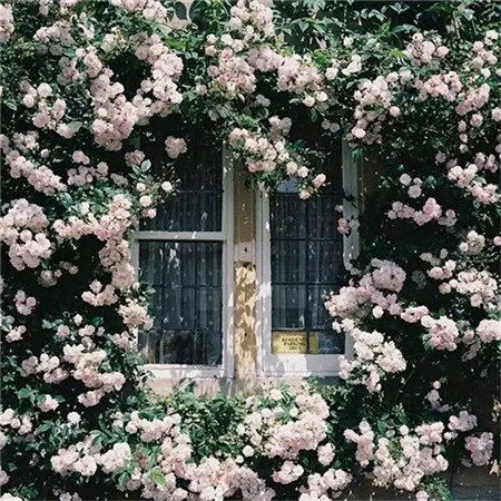 別人家的窗戶都美成花園了