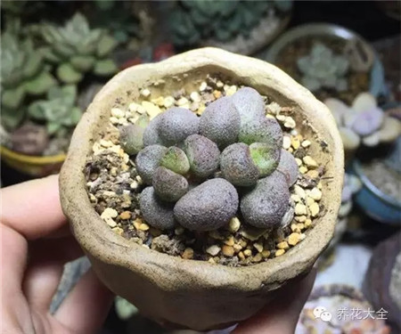 白銀瑪麗安水泡