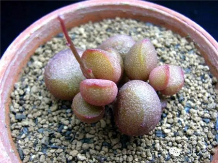 宇玉殿（靈石）