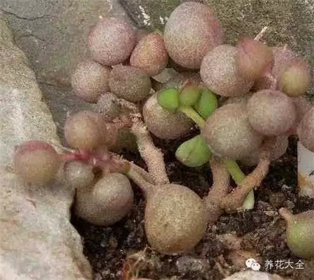 宇玉殿（靈石）圖片