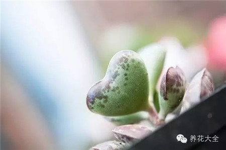 還有些不知名品種