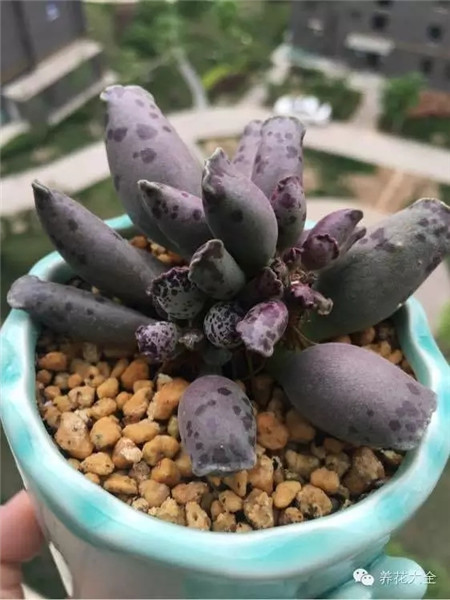 還有些不知名品種