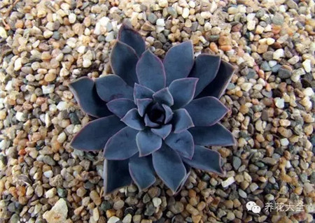 多肉黑蓮