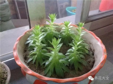 保證充足的光照