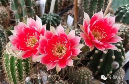 西爾維亞03 2型(Sylvia 03 Typ 2)