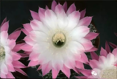 貴族(Patrician) 席克氏