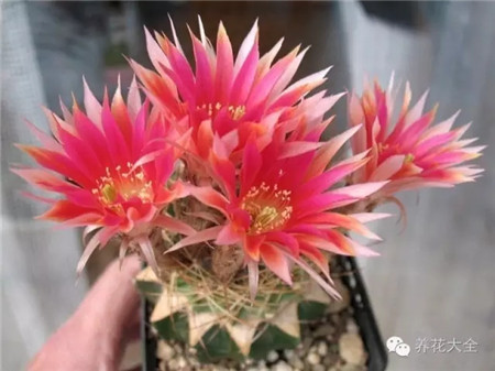 冰凍日落(Frozen Sunset)